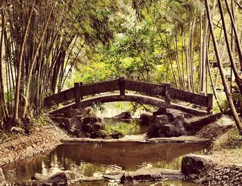 Bridge over lake in forest