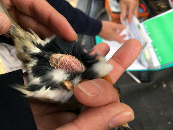 Cropped hands of man holding bird brood patch