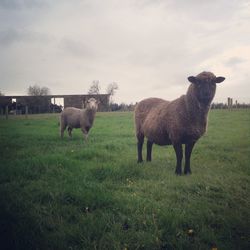 Horses standing in field