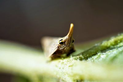 Macro photography of issid planthopper reveals its compound eyes and piercing sucking mouth.