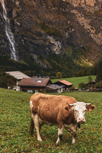 Cow standing in a field