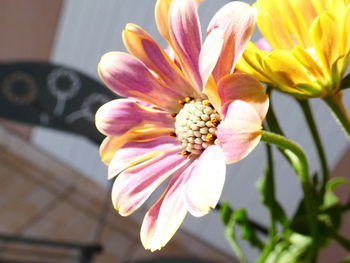 Close-up of pink flowering plant