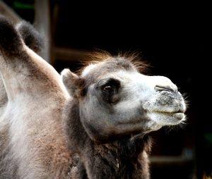 Close-up of horse