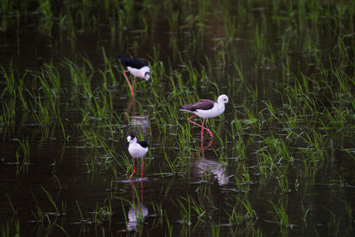 Birds in a lake