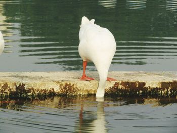 White drinking water in lake