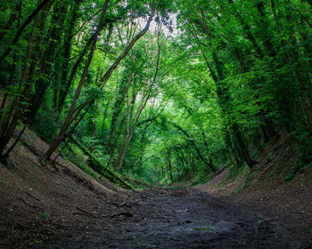 Scenic view of forest