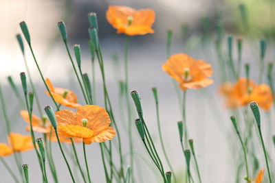 Close-up of yellow crocus blooming outdoors