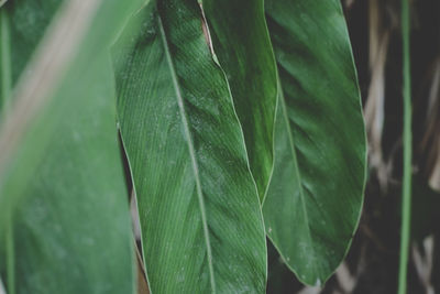 Close-up of wet plant leaves during rainy season