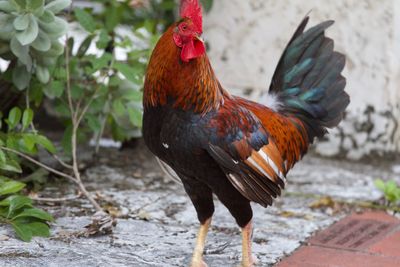 Close-up of rooster