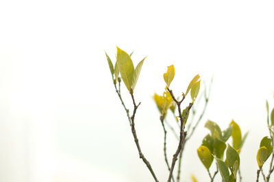 Close-up of plant against clear sky