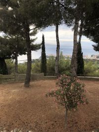 Trees on field in forest