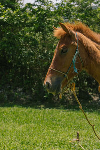 Close-up of a horse on field