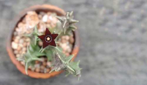 High angle view of potted plant