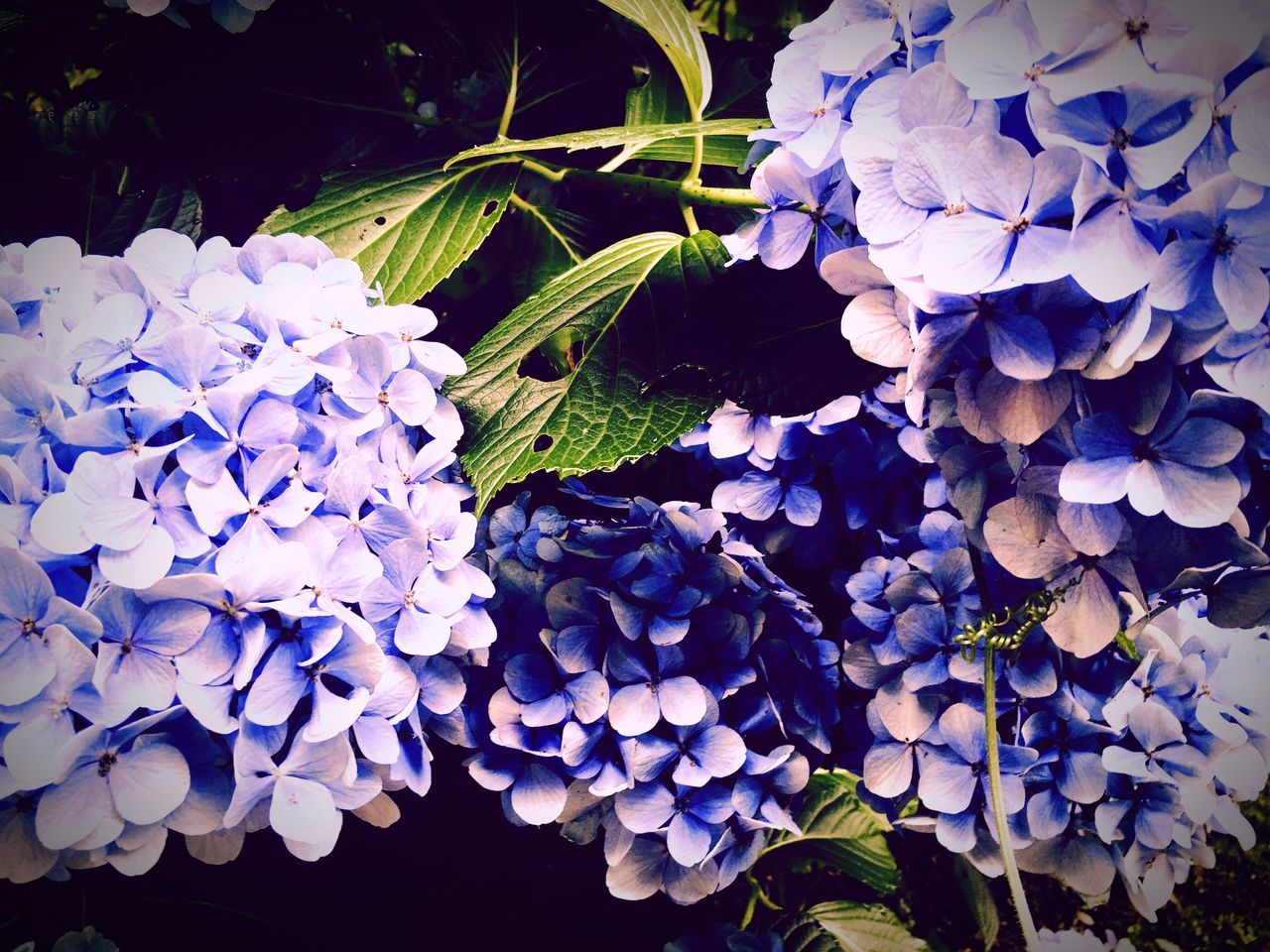 flower, fragility, growth, petal, freshness, plant, beauty in nature, nature, flower head, close-up, blooming, blossom, in bloom, no people, outdoors, day, botany, growing, abundance, backgrounds, full frame, white, tranquility, focus on foreground, blue