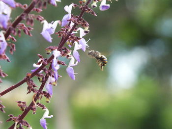 Close-up of bee pollinating on flower