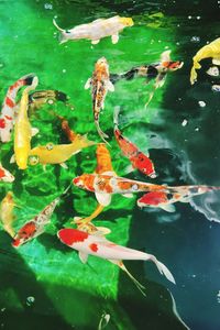 View of koi carps swimming in pond
