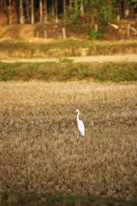 Bird on grassy field