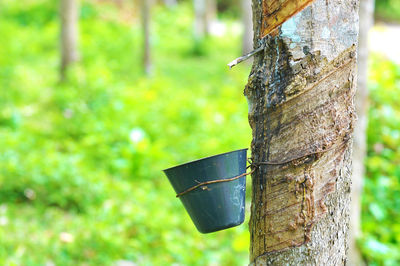 Close-up of tree trunk