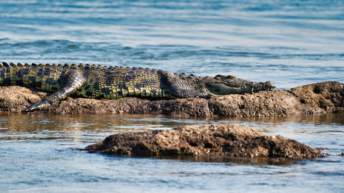 View of crocodile on rock by river