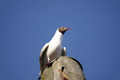Low angle view of seagull perching on wall
