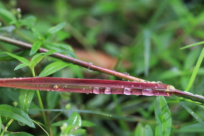 Close-up of wet plant during rainy season