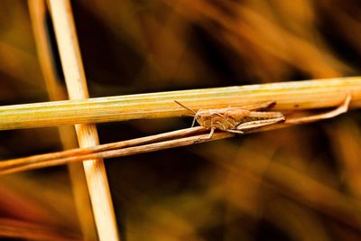 Close-up of insect on wood