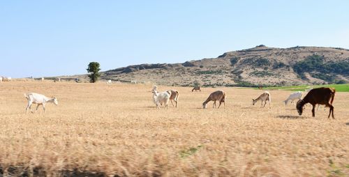 Horses in a field