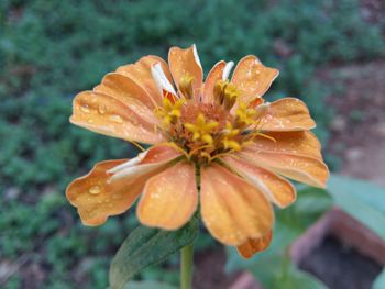 Close-up of orange day lily blooming outdoors