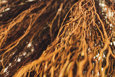 Full frame shot of dry plants