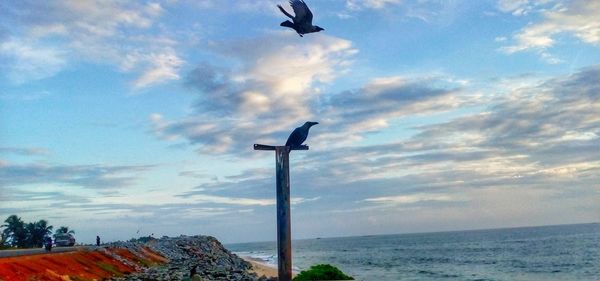 Seagull flying over sea against sky