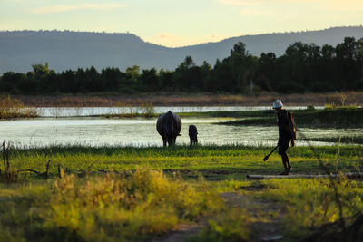 Buffalo on a field