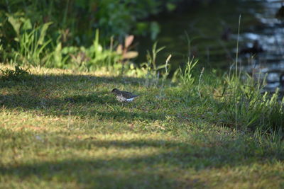 Bird flying in a field