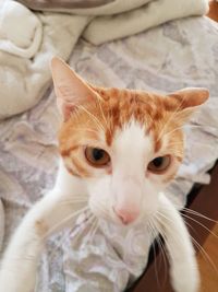 Close-up portrait of a cat