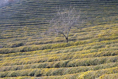 Low angle view of green tea field