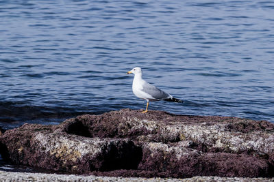 Side view of seagull perching on rock at beach