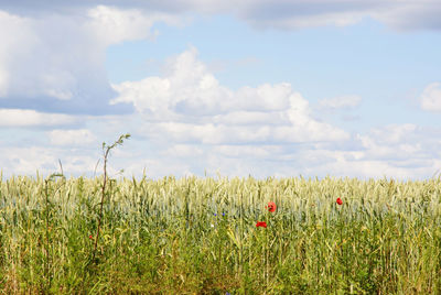 Close-up of wheat field against sky