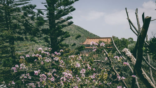 Flowering plants and trees by building against sky