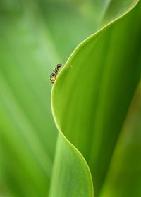 Close-up image of an ant on the tip of the green leaf with blurred background