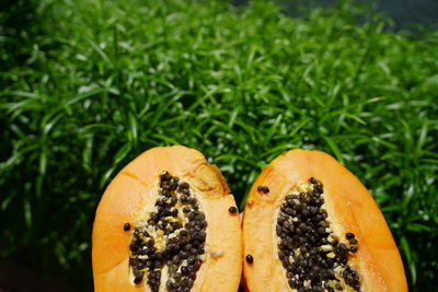 Close-up of orange fruits