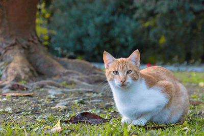 Portrait of cat sitting on field