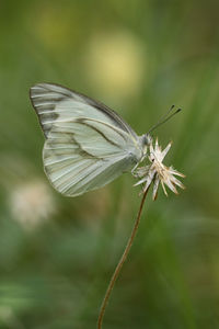 Close-up of butterfly on flower