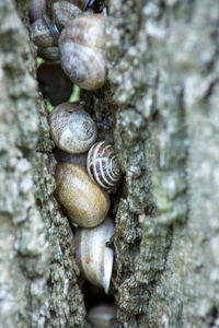 Close-up of snail on tree trunk