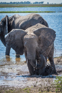 Elephants in lake on sunny day