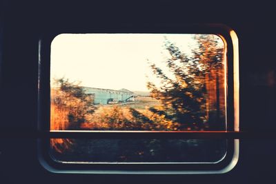 Trees seen through train window