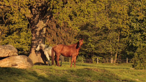 Horses in a field