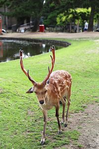 Close-up of deer standing on grass