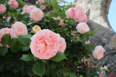 Close-up of pink roses blooming outdoors