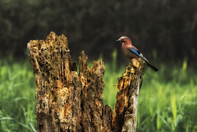 Close-up of bird perching on wooden post