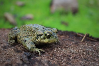 Close up of a large adult western toad on a log