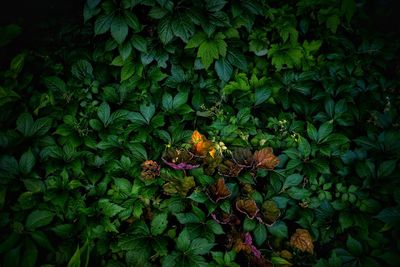 High angle view of flowering plants